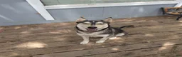 Mixed Breed dogs for sale: Stormtrooper  - Ad 2