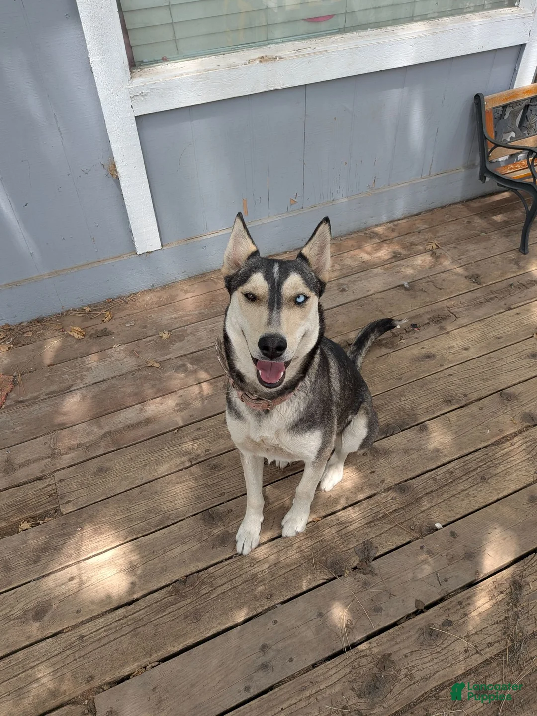 Mixed Breed dogs for sale: Stormtrooper  - Ad 2