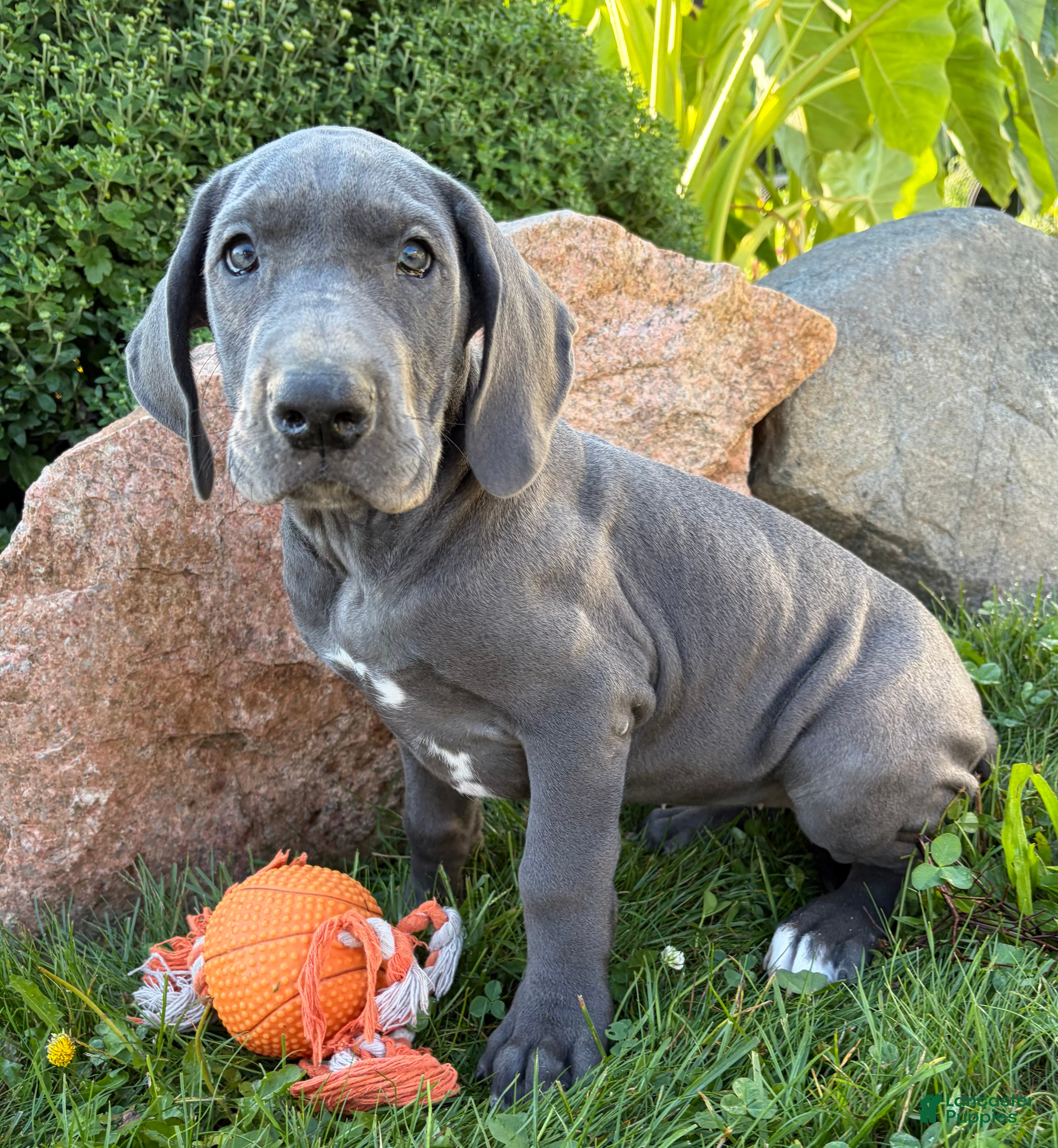 Great Dane dogs Ellie - Ad 2