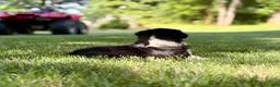 Australian Shepherd dogs for sale: Mia - Ad 3