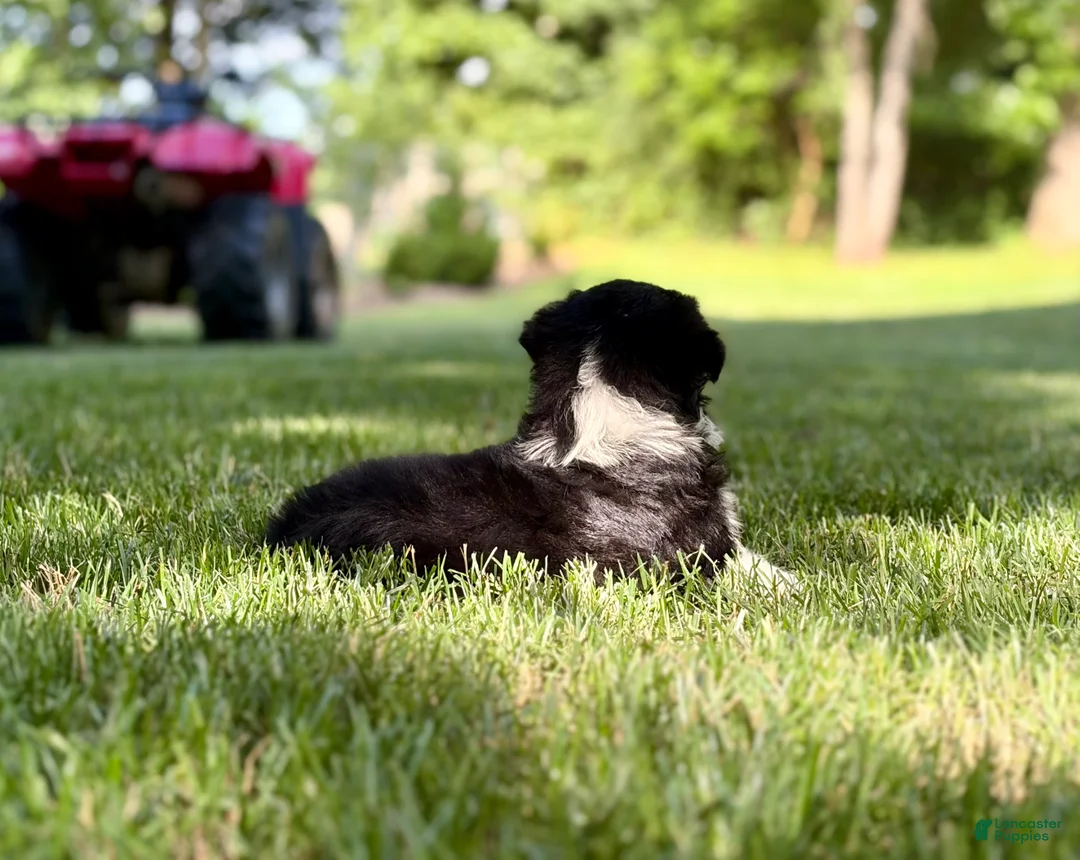 Australian Shepherd dogs for sale: Mia - Ad 3