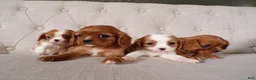 Cavalier King Charles Spaniel dogs for sale: Queenie - Ad 3