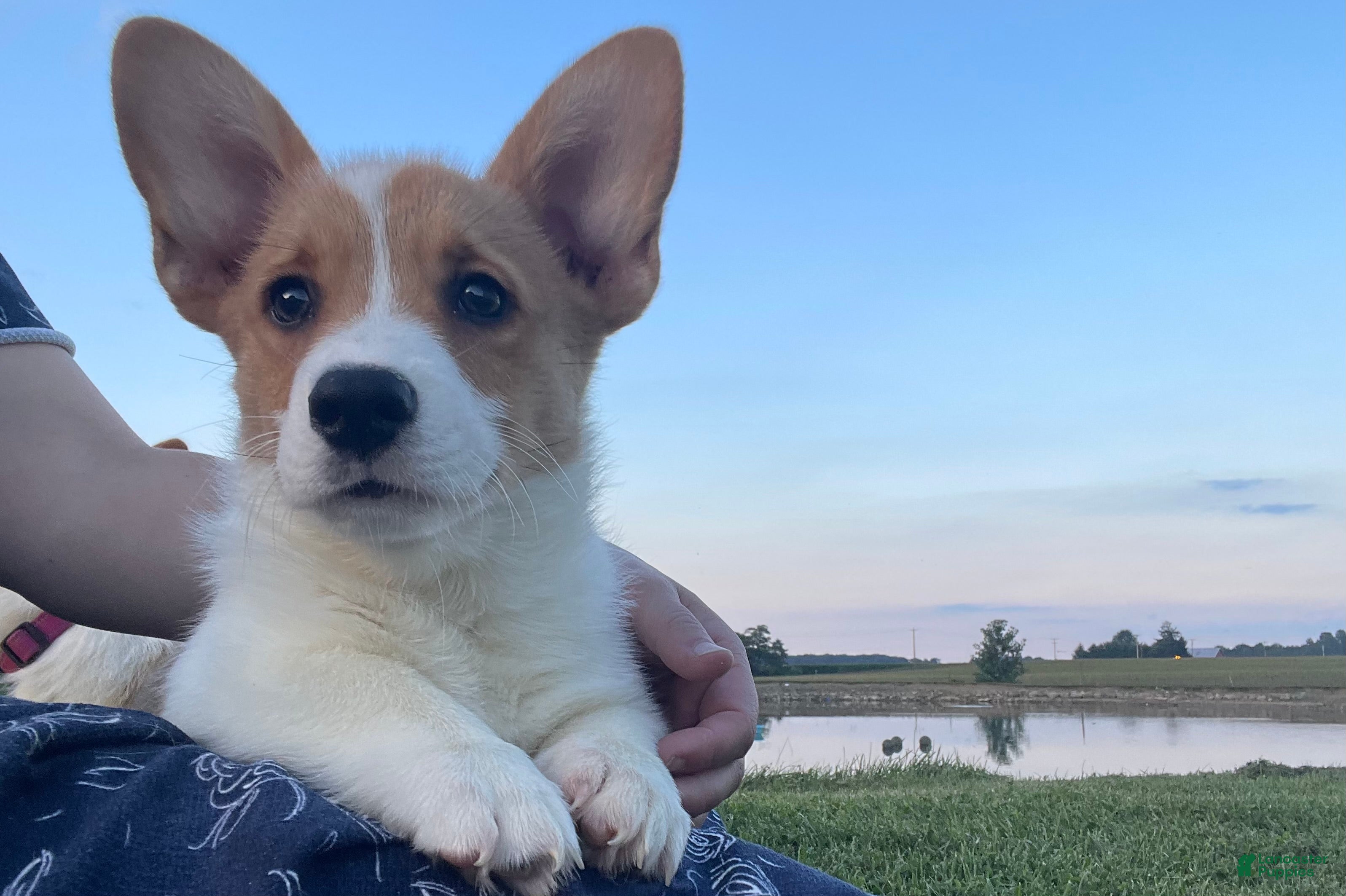 Welsh Corgi Pembroke dogs Max - Ad 2