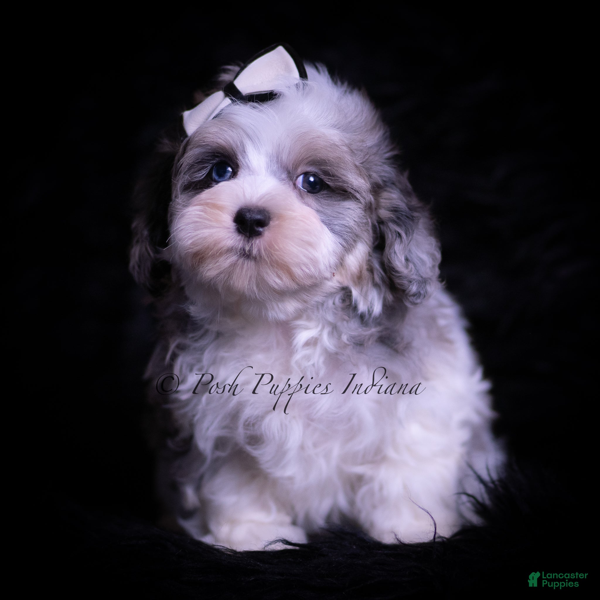 Maltipoo dogs Canoli F1 - Ad 27
