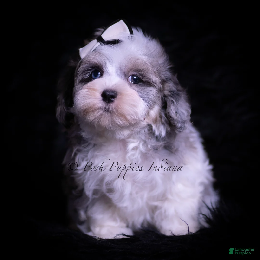 Maltipoo dogs for sale: Canoli F1 - Ad 1