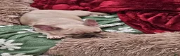 French Bulldog dogs for sale: Napoleon  - Ad 2