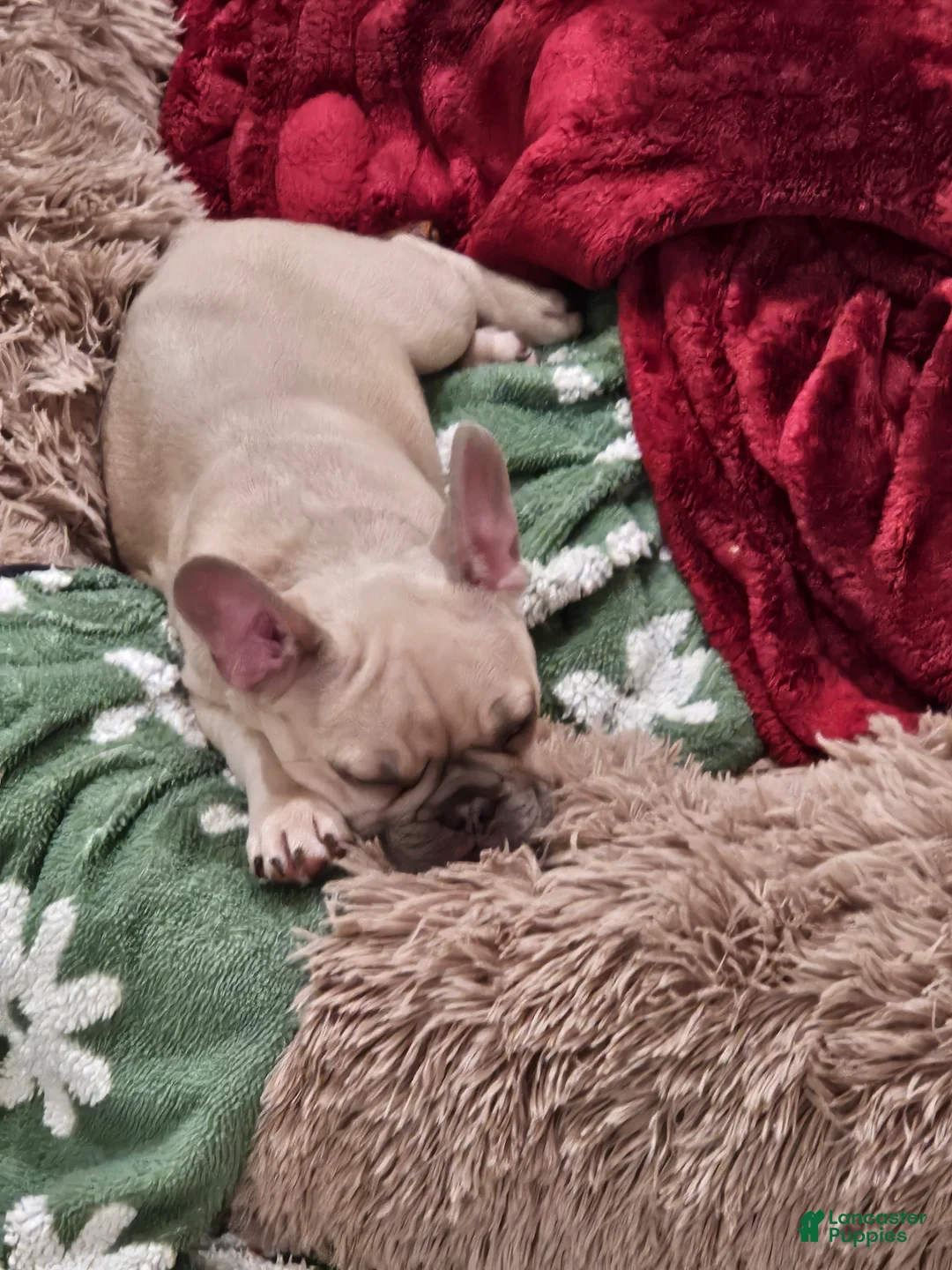 French Bulldog dogs for sale: Napoleon  - Ad 2