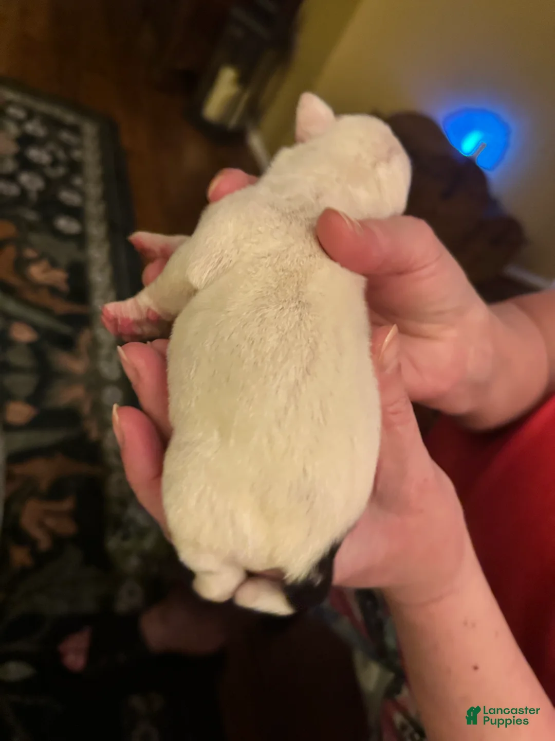 Mixed Breed dogs for sale: English Bulldog Puppy 3 - Ad 1