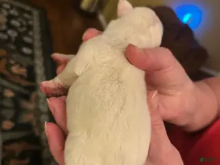 Mixed Breed dogs English Bulldog Puppy 3 - Ad 33