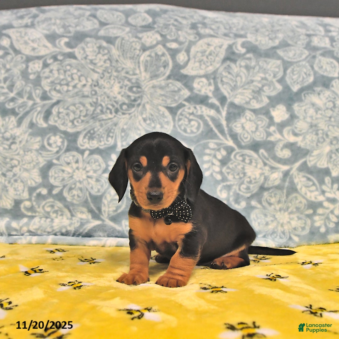 Miniature Dachshund dogs for sale: Paige - Ad 1