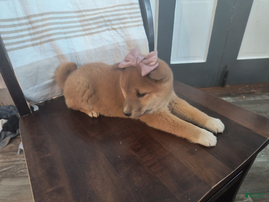 Shiba Inu dogs for sale: Basil - Ad 4