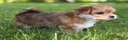 Morkie dogs for sale: Bryce - Ad 5