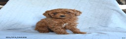 Cavapoo dogs for sale: Tulip - Ad 1