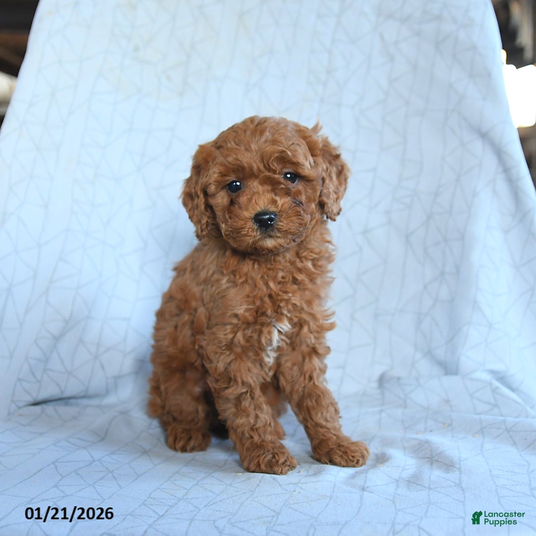 Cavapoo dogs for sale: Tulip - Ad 1