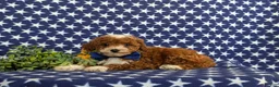 Toy Poodle dogs for sale: Fabian - Ad 4