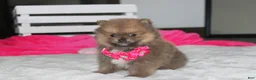 Pomeranian dogs for sale: Zara - Ad 14