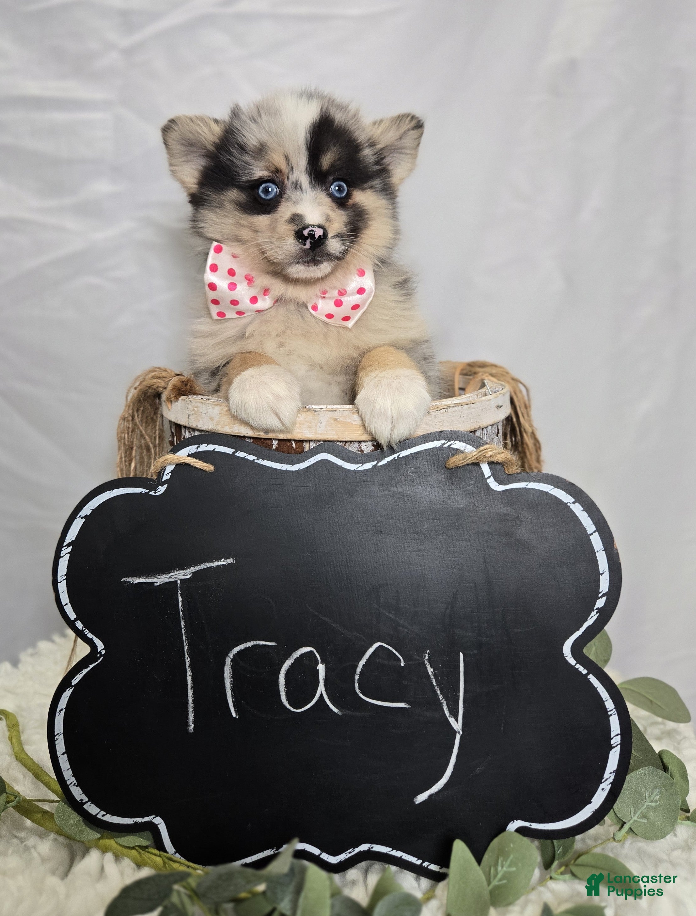 Pomsky dogs Tracy - Ad 2