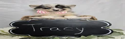 Pomsky dogs for sale: Tracy - Ad 2