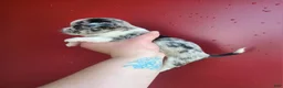 Chihuahua dogs for sale: TINY SPECKELS  - Ad 2