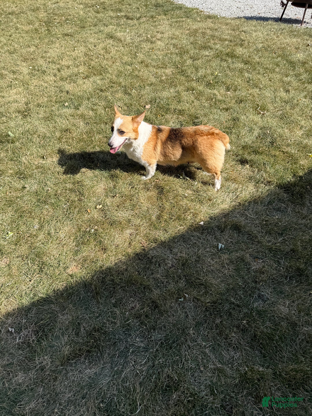 Welsh Corgi Pembroke dogs for sale: Jade - Ad 21
