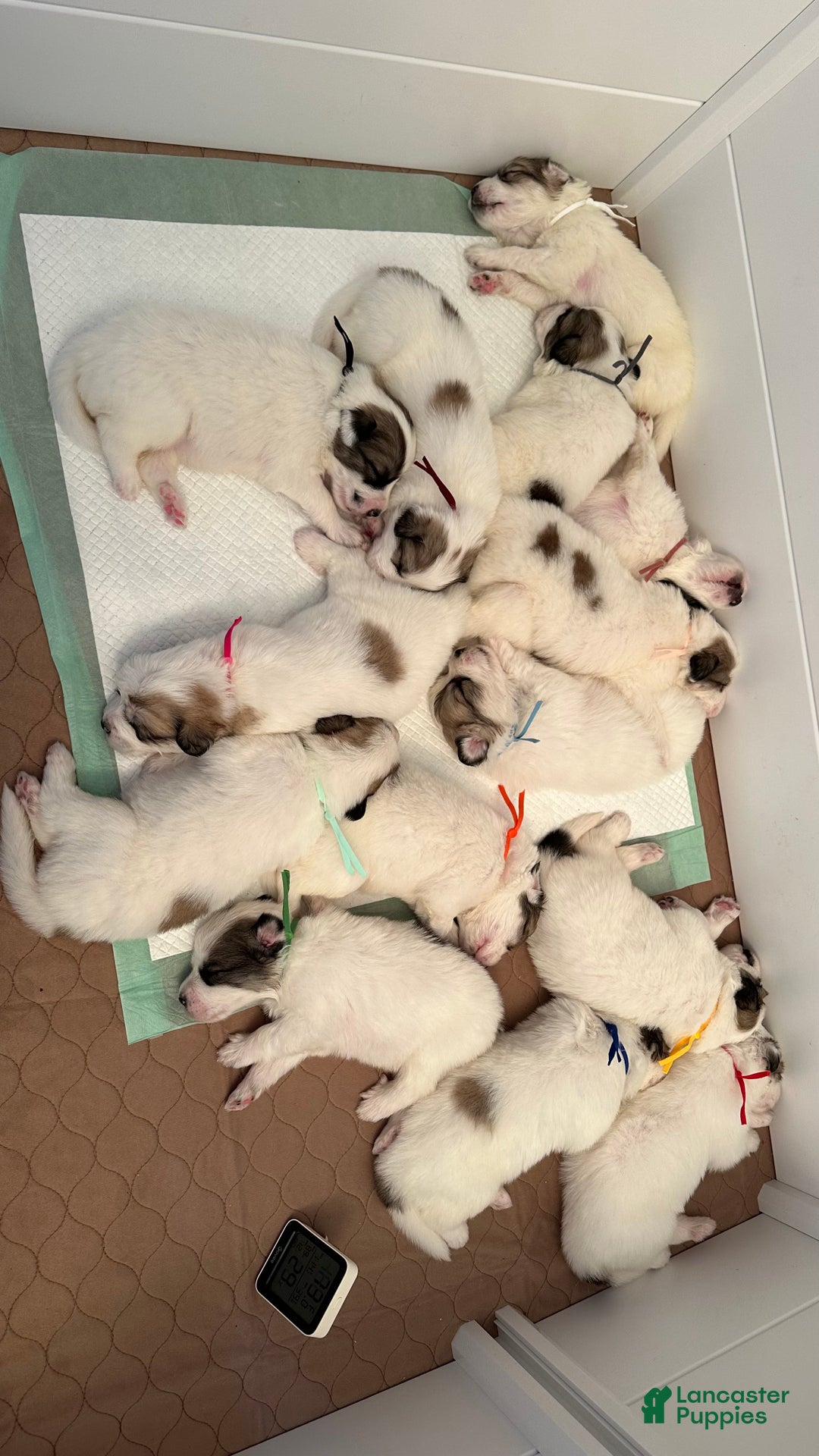 Great Pyrenees dogs for sale: Royal Blue - Ad 2