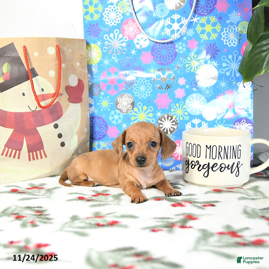 Miniature Dachshund dogs for sale: Bitsy EXTRA SMALL - Ad 1