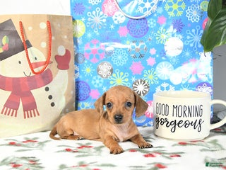 Miniature Dachshund dogs Bitsy EXTRA SMALL - Ad 20