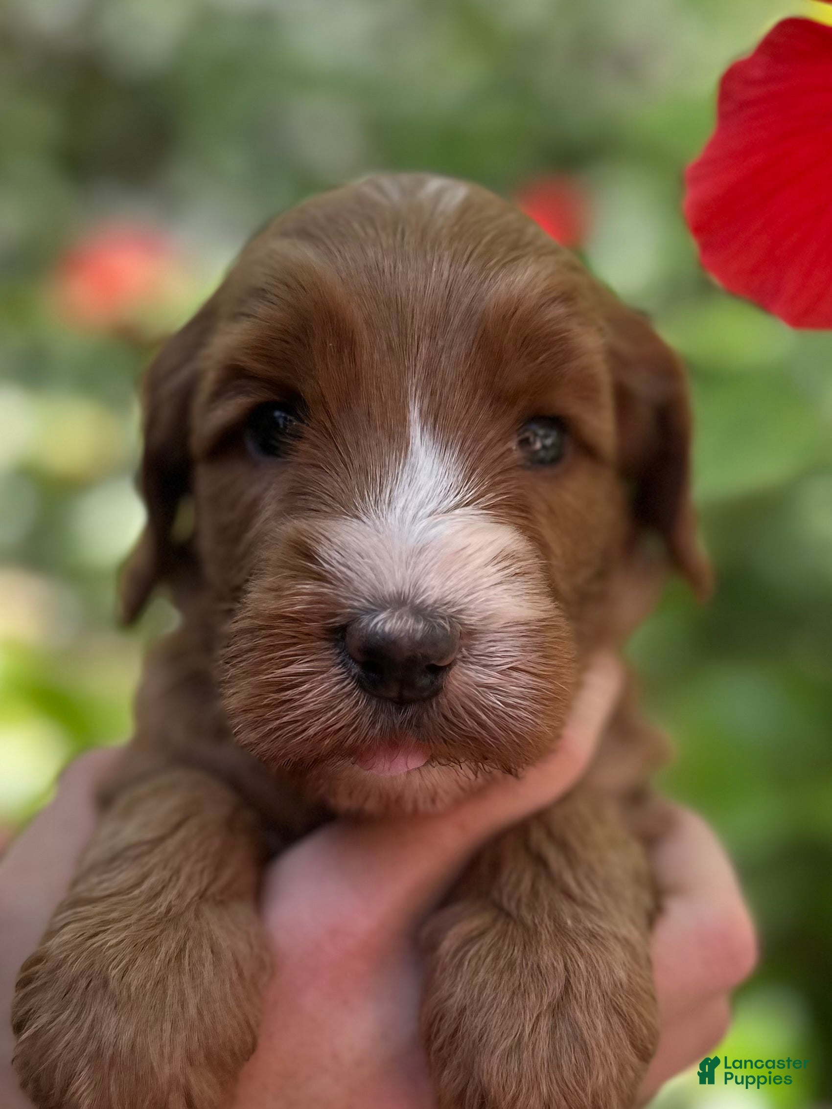 Australian Labradoodle dogs for sale: Darla - Ad 5