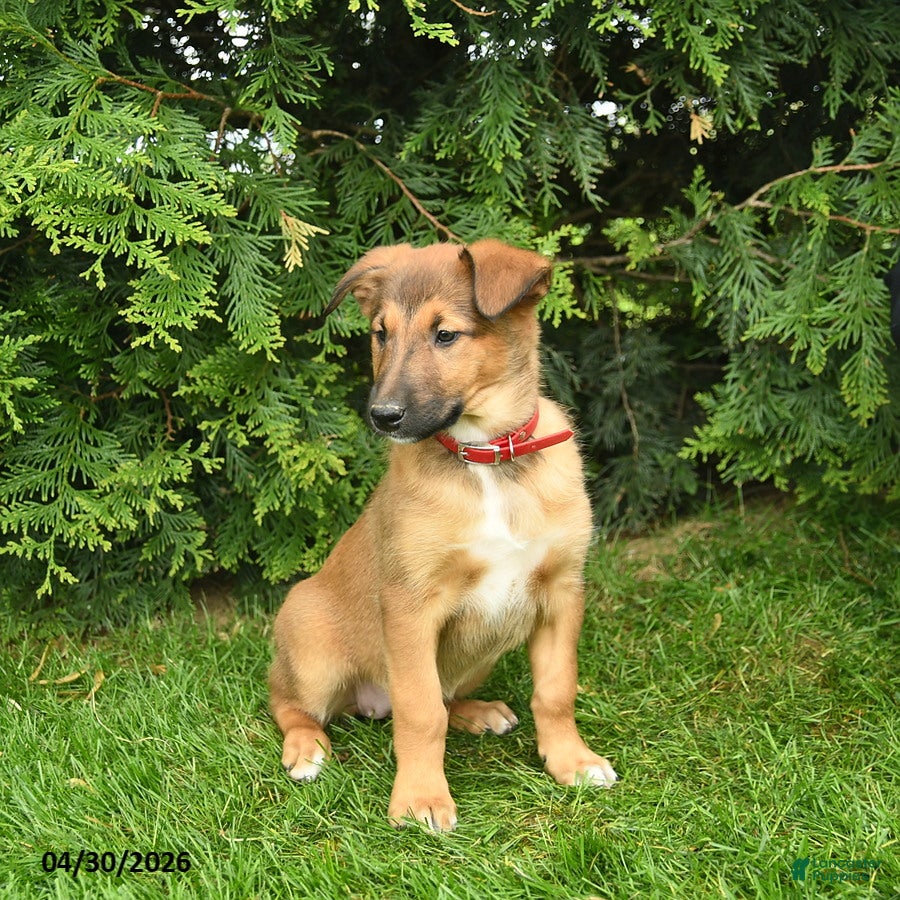 Mixed Breed dogs Eden  - Ad 1