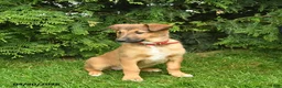 Mixed Breed dogs for sale: Eden  - Ad 1