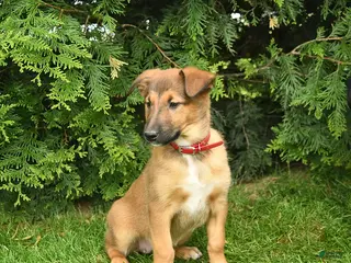 Mixed Breed dogs for sale: Eden - Ad 4