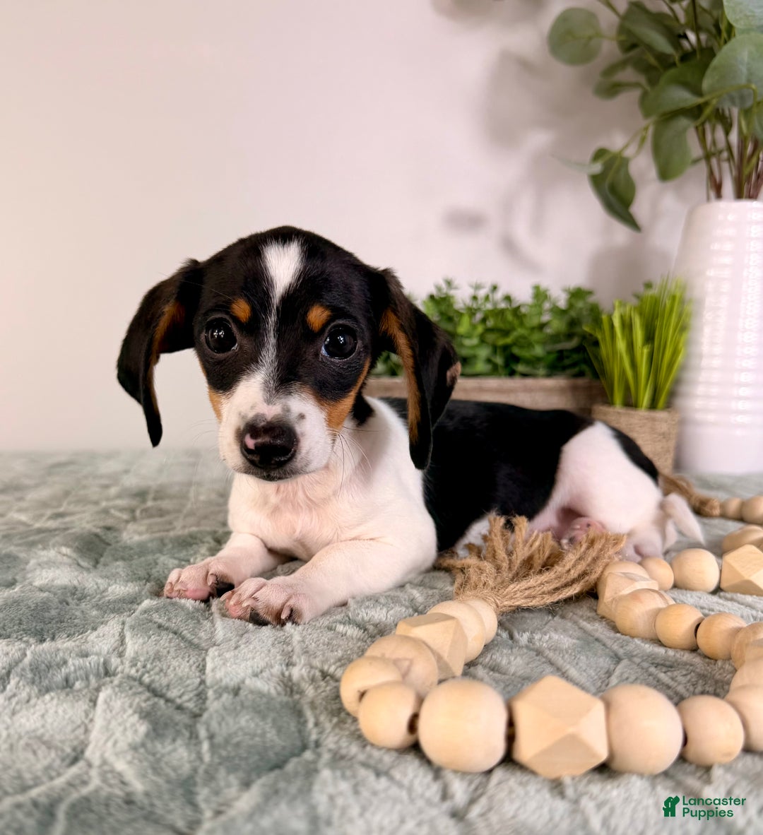 Miniature Dachshund dogs for sale: Dot - Ad 2