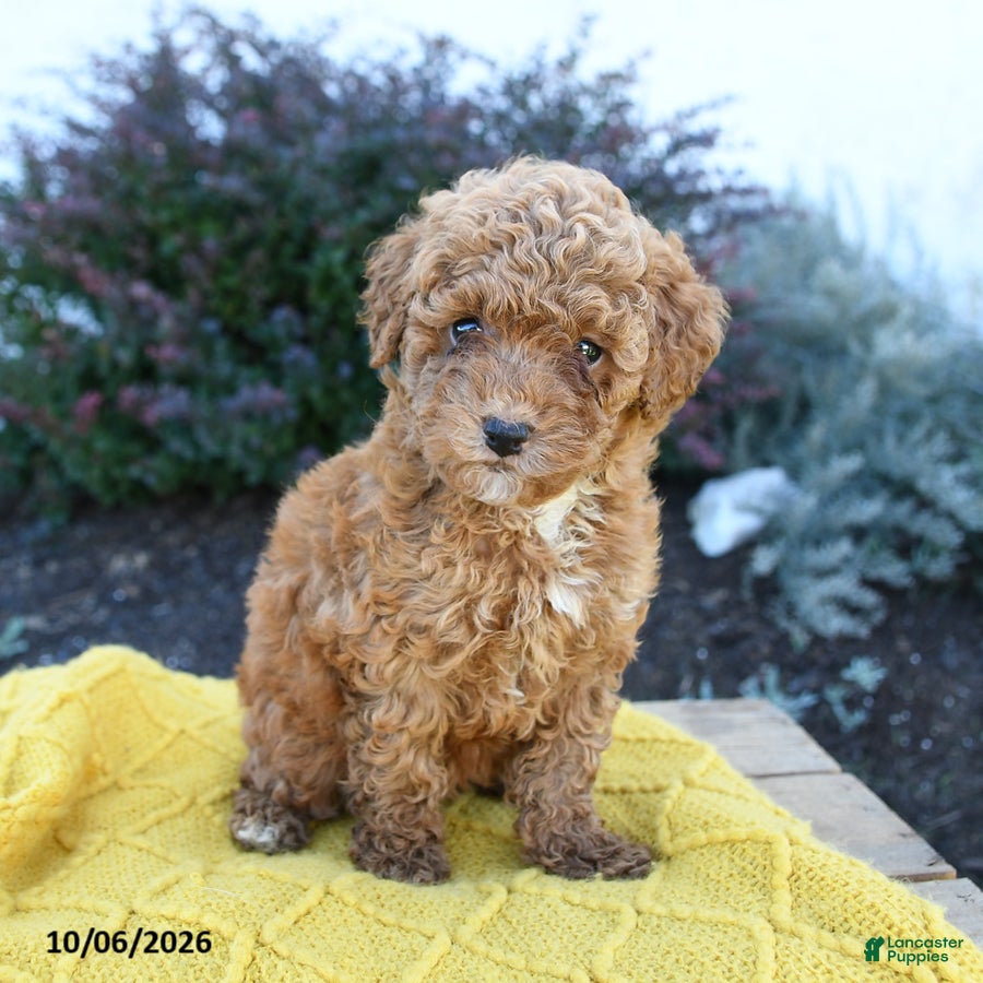 Toy Poodle dogs Ellie - Ad 1
