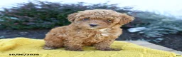 Toy Poodle dogs for sale: Ellie - Ad 1