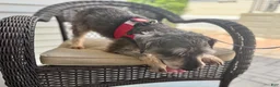 Miniature Schnauzer dogs for sale: Yoshi - Ad 4