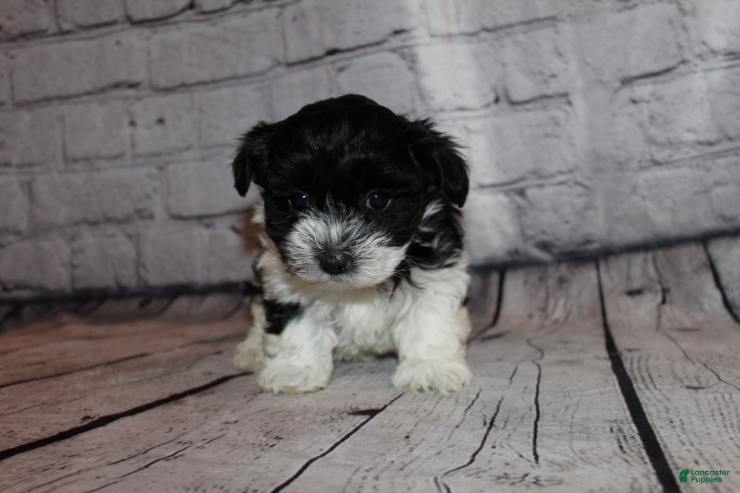 Morkie dogs for sale: Eve - Ad 7