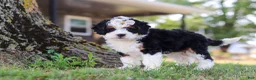 Mini Bernedoodle dogs for sale: Chloe - Ad 8