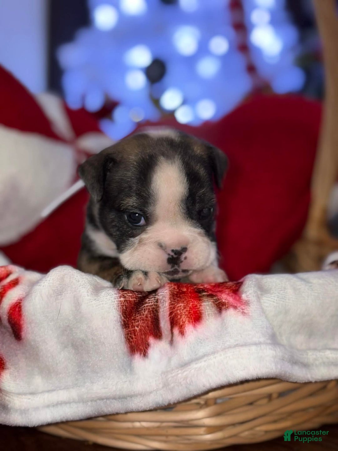 English Bulldog dogs for sale: Toffee - Ad 11