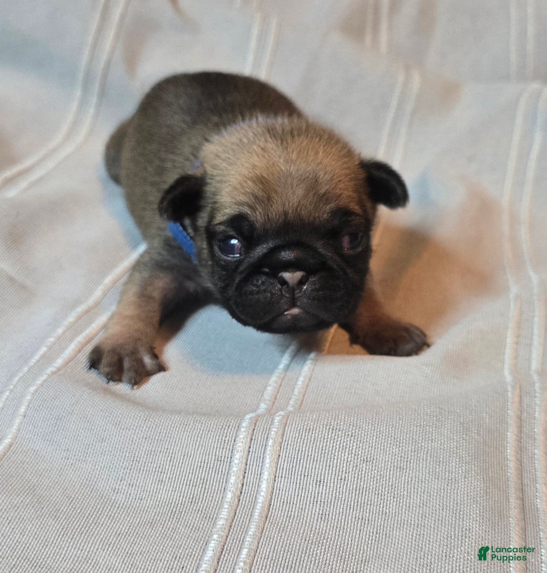 Pug dogs for sale: Freddie - Ad 5
