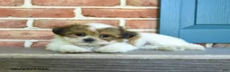 Teddy Bear dogs for sale: Sandy - Ad 1