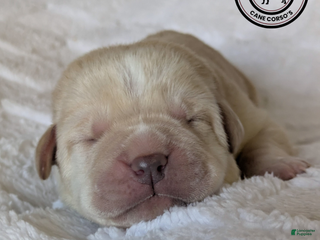 Cane Corso dogs Purple - Ad 19