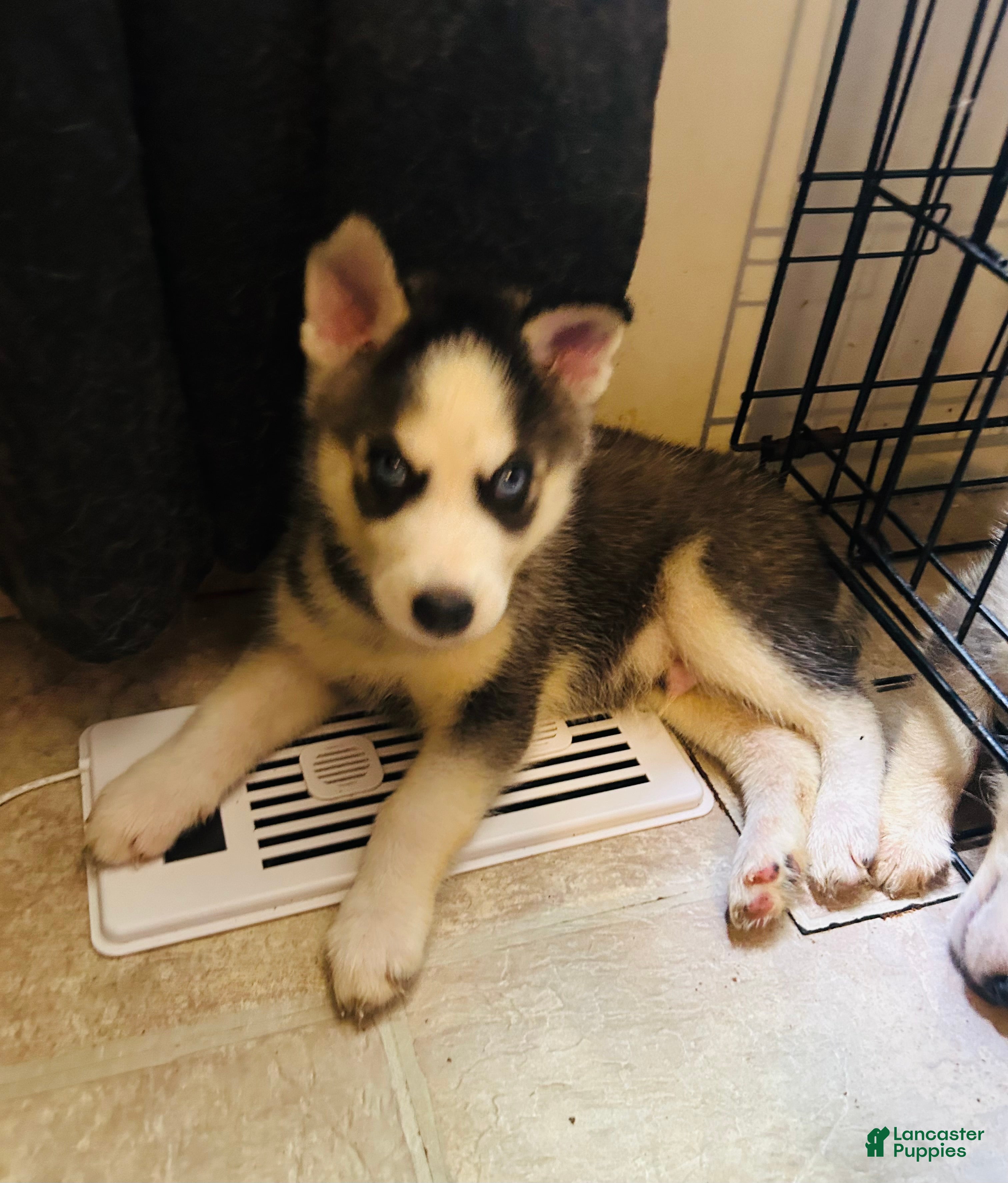 Siberian Husky dogs Siberian Husky 1 Yukon - Ad 9