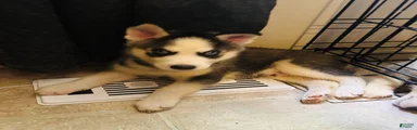 Siberian Husky 1 Yukon