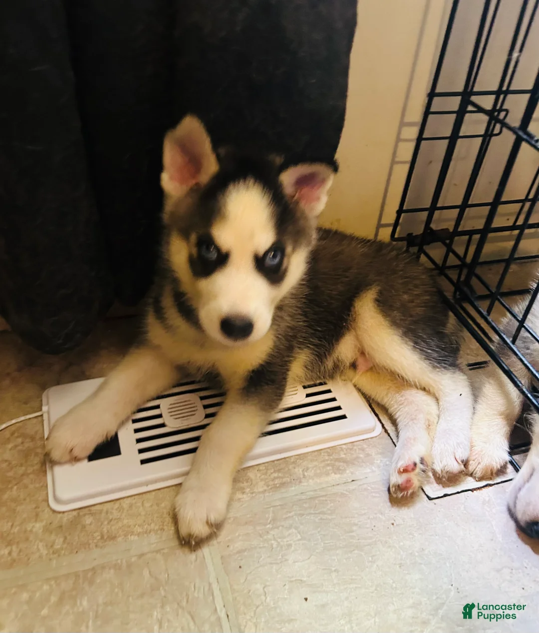 Siberian Husky dogs for sale: Siberian Husky 1 Yukon - Ad 1