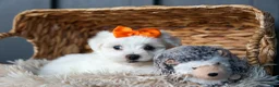 Maltese dogs for sale: PATRICK - Ad 13