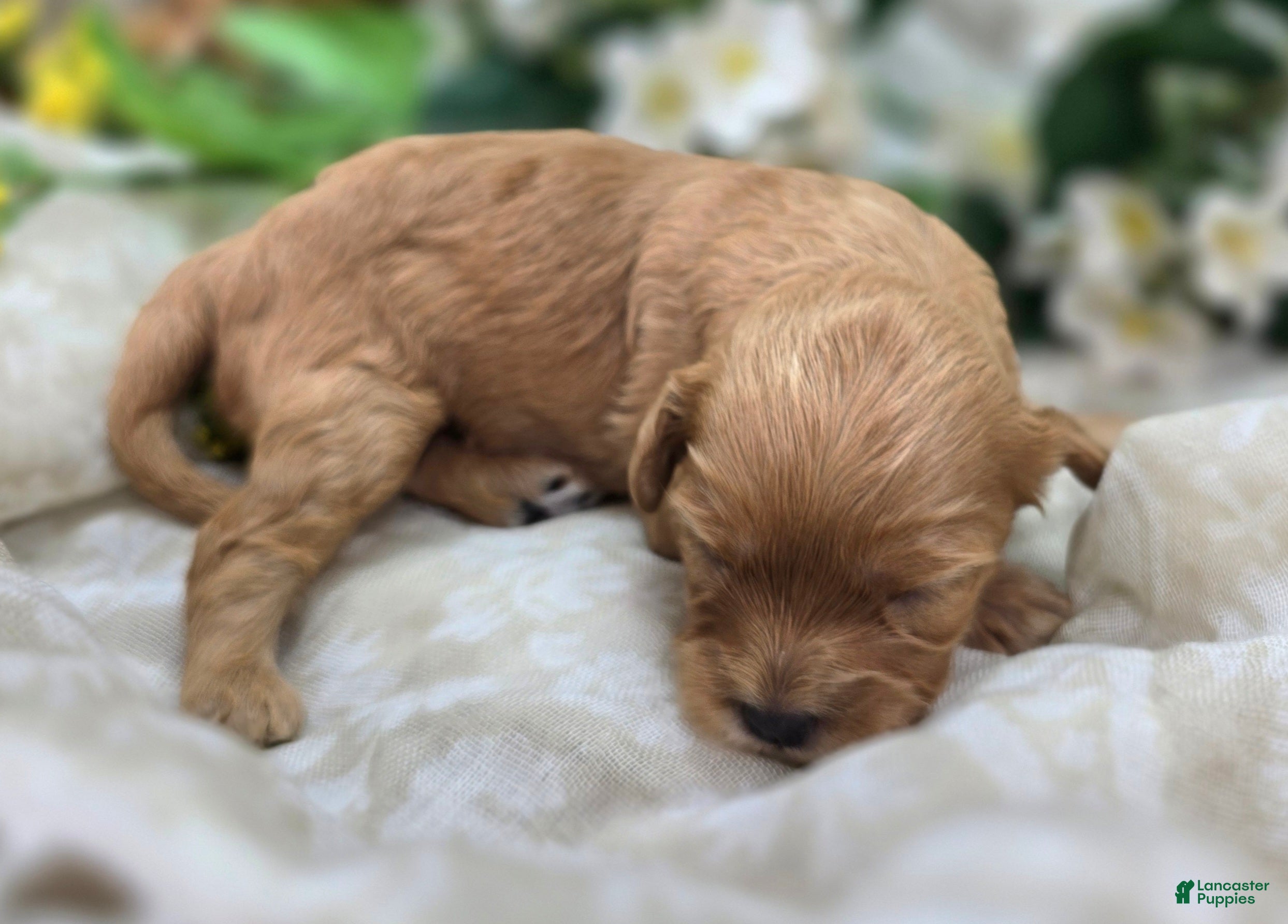 Cavapoo dogs Lala Orange - Ad 10