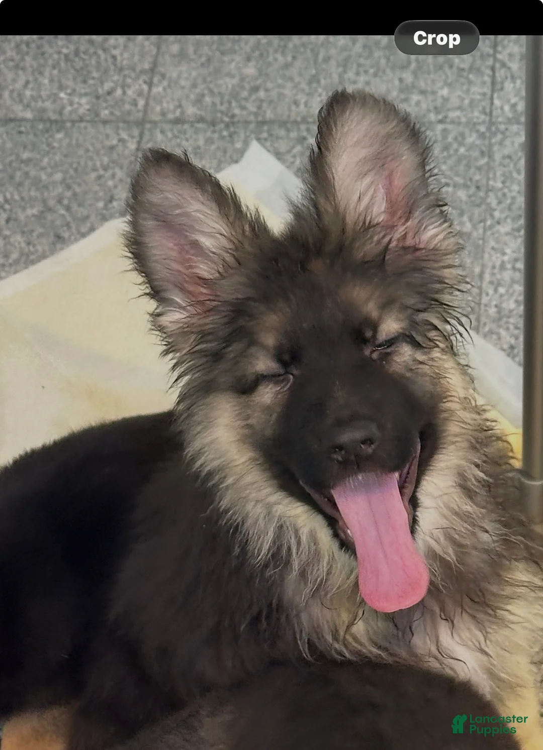 German Shepherd dogs for sale: German Shepherd Puppy 1 - Ad 2