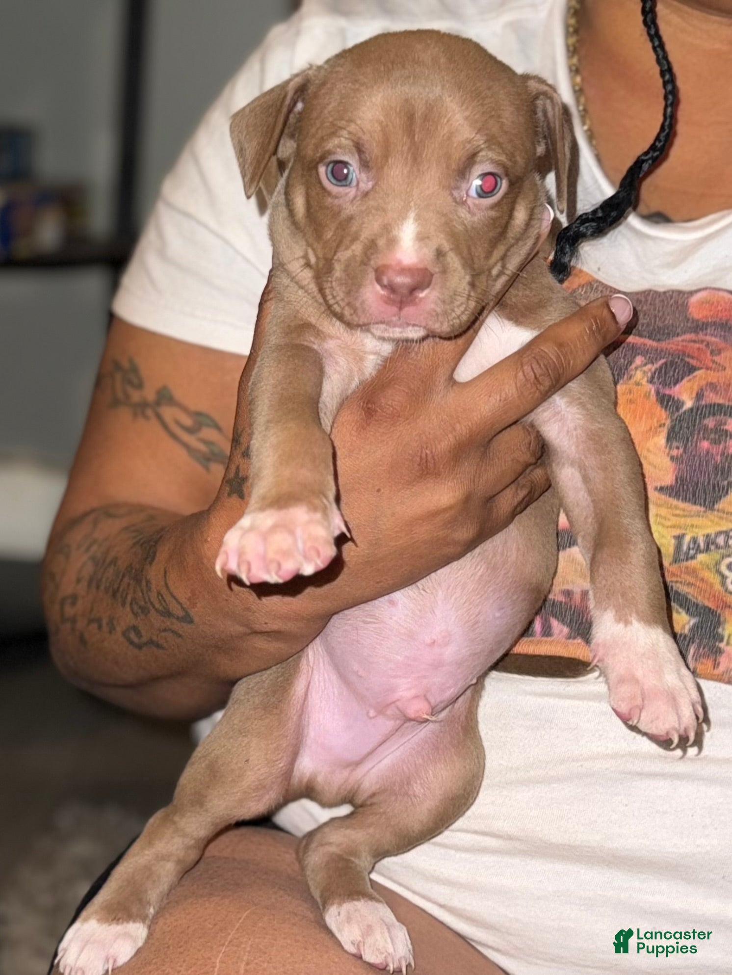 American Bully Puppy 1
