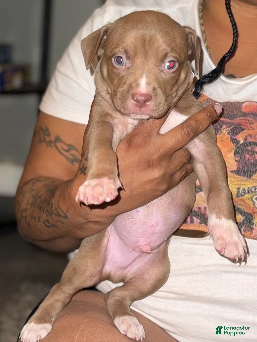 American Bully dogs for sale: American Bully Puppy 1 - Ad 2