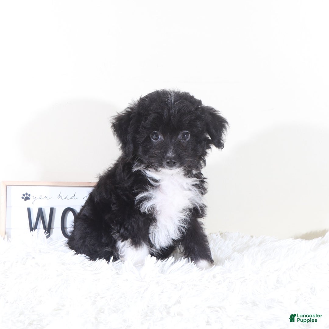 Mini Aussiedoodle dogs for sale: Mini Aussiedoodle Puppy Woody - Ad 2